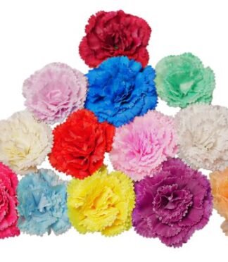 Special Carnation