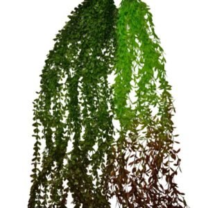 Green Hanging
