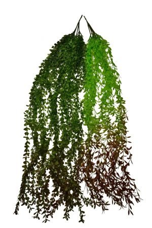 Green Hanging