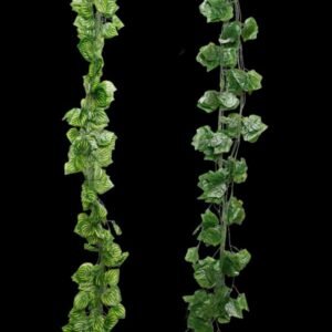 Money Plant