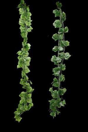Money Plant