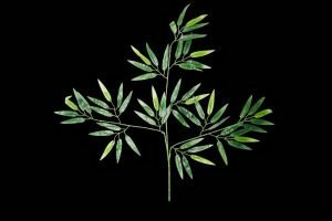 Basta Leaf
