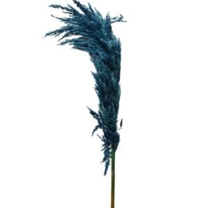 Dry Pompas