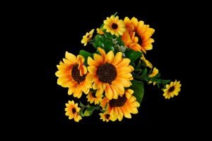 Sunflower Bunch